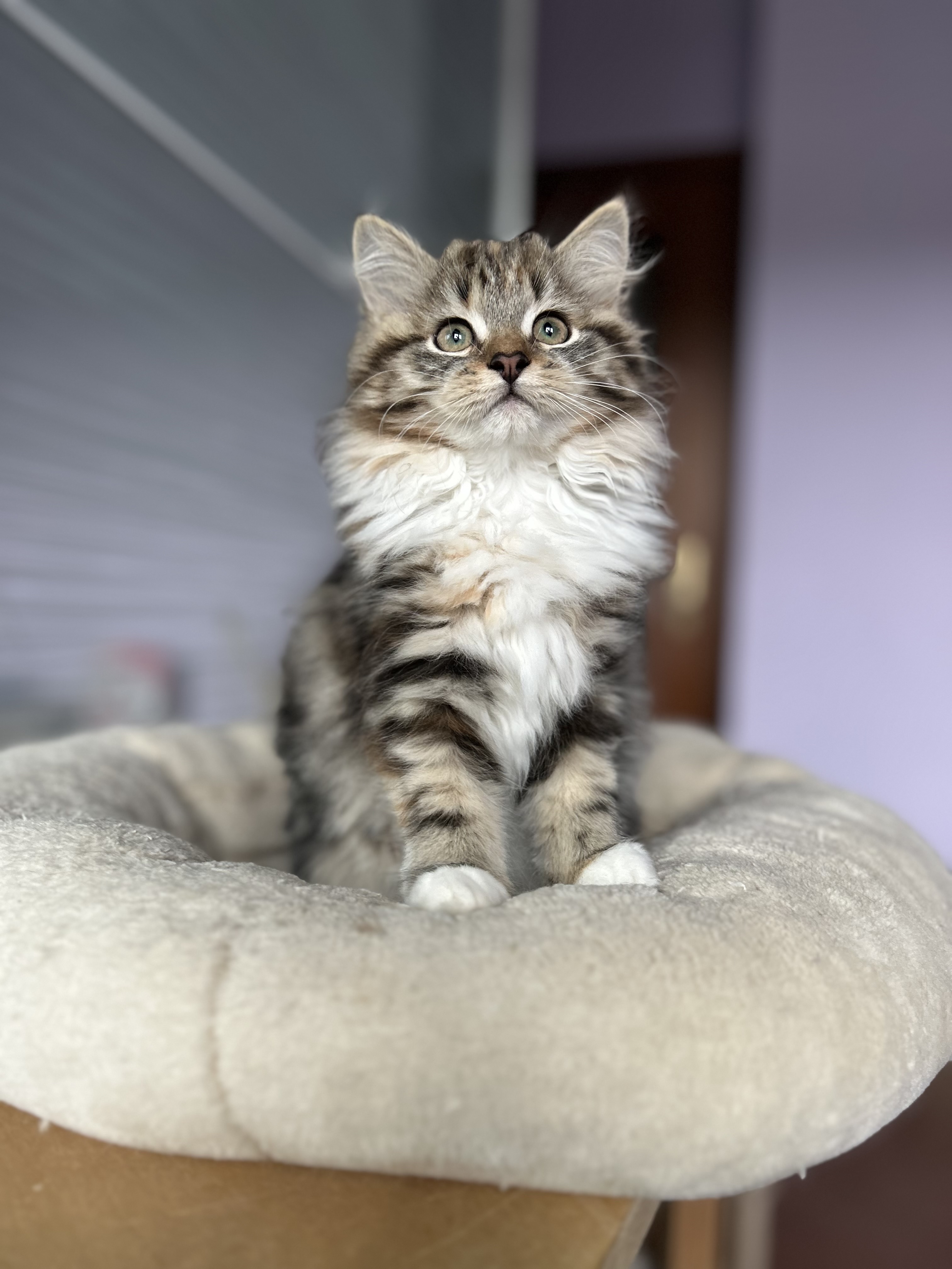 Lynx Of Isengard Jasmine